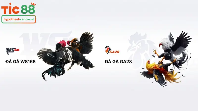 Các hình thức cá cược đấu kê TIC88 phổ biến nhất